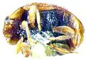 Scymnus pallens - photo 4