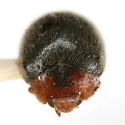 Scymnus paracanus - photo 2