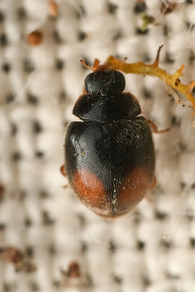 Scymnus postpinctus - photo 2
