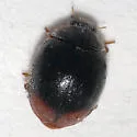 Scymnus rubricaudus - photo 3