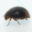 Scymnus rubricaudus - photo 4