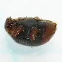 Scymnus rubricaudus - photo 5
