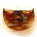 Scymnus securus - photo 3