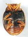 Scymnus securus - photo 5