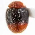 Scymnus semiruber - photo 2