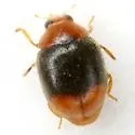 Scymnus semiruber - photo 3