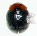 Scymnus socer - photo 2