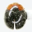 Scymnus socer - photo 3