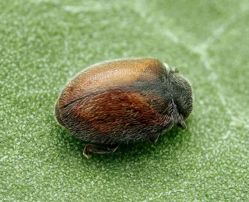 Scymnus suturalis - Scymnus suturalis