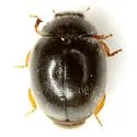 Scymnus tenebrosus - Scymnus tenebrosus