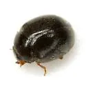 Scymnus tenebrosus - photo 2