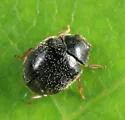 Scymnus tenebrosus - photo 4