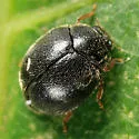 Scymnus tenebrosus - photo 5