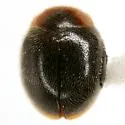 Scymnus uncus - Scymnus uncus