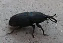 Agave Weevil
