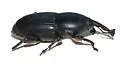 Agave Weevil - photo 2