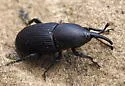 Agave Weevil - photo 3