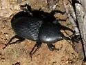 Yucca Weevil