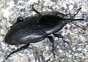 Yucca Weevil - photo 2