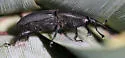 Yucca Weevil - photo 3