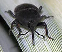Yucca Weevil - photo 4