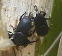 Yucca Weevil - photo 5