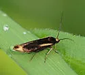 Scythris basilaris - Hodges#1652