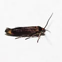Scythris basilaris - Hodges#1652 - photo 3