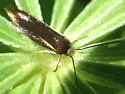 Scythris basilaris - Hodges#1652 - photo 4