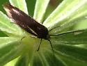 Scythris basilaris - Hodges#1652 - photo 5