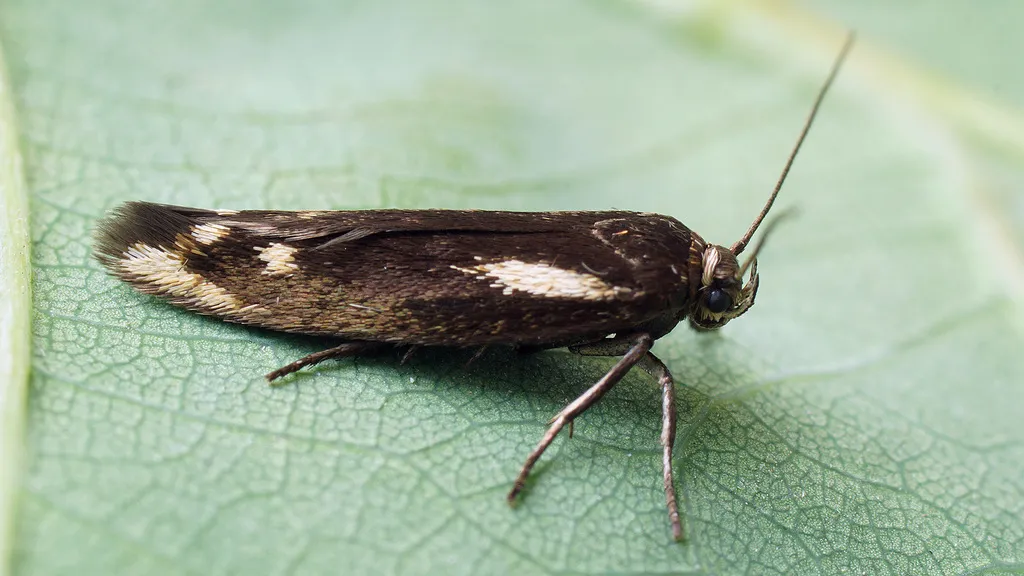 Scythris cuspidella - photo 2