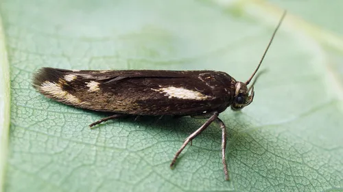 Scythris cuspidella - photo 4