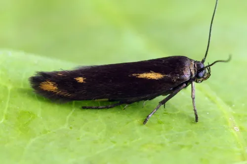 Scythris cuspidella - photo 5