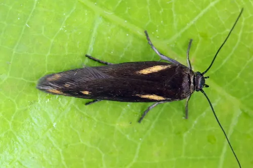Scythris cuspidella - photo 6