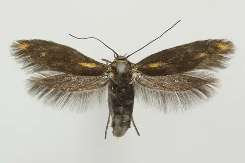 Scythris cuspidella - photo 7