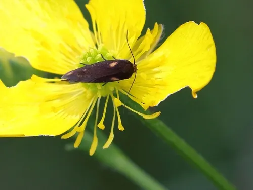 Scythris cuspidella - photo 8