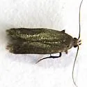Scythris eboracensis - Hodges#1655