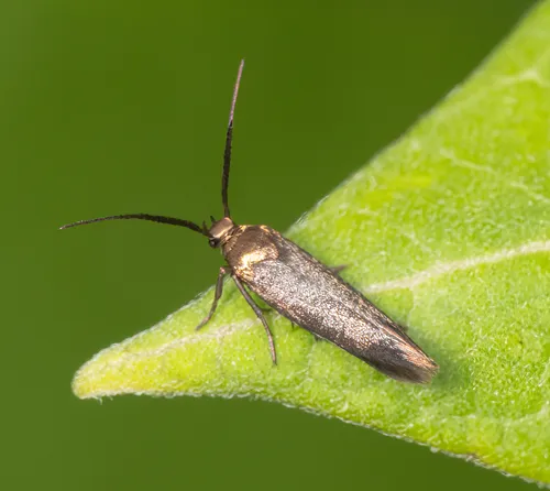Scythris fuscicomella - Hodges#1659