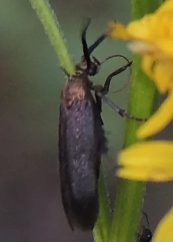 Scythris fuscicomella - Hodges#1659 - photo 6