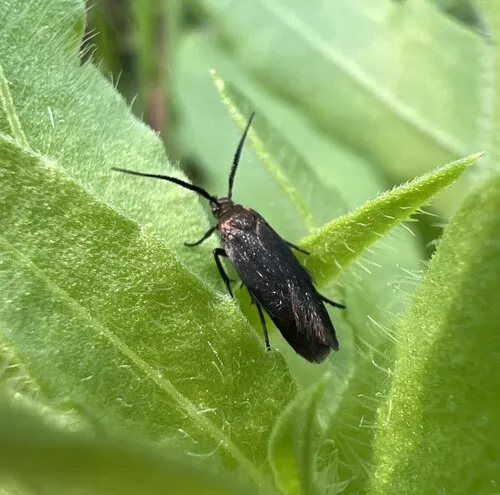 Scythris fuscicomella - Hodges#1659 - photo 7