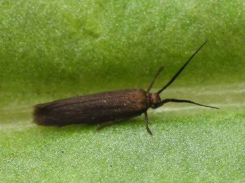 Scythris fuscicomella - Hodges#1659 - photo 8