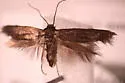 Scythris immaculatella - Hodges#1668