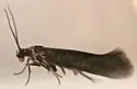 Scythris immaculatella - Hodges#1668 - photo 3