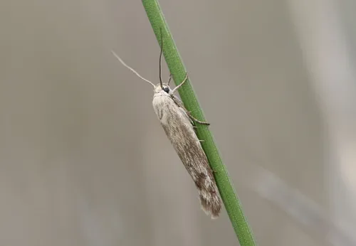 Scythris inertella