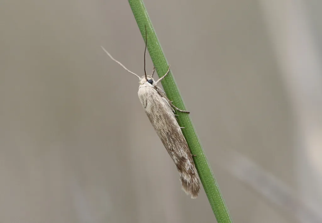 Scythris inertella - photo 2