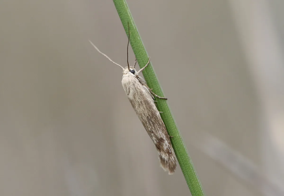 Scythris inertella - photo 3