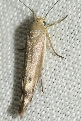 Scythris inertella - photo 5