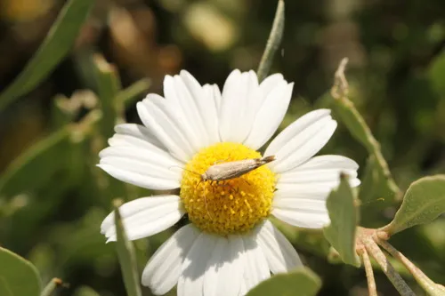 Scythris inertella - photo 6