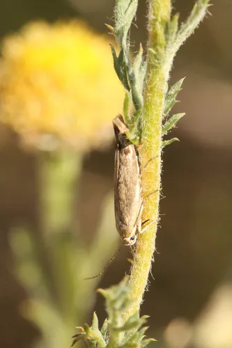 Scythris inertella - photo 7