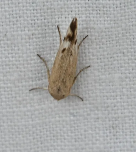 Scythris inertella - photo 8